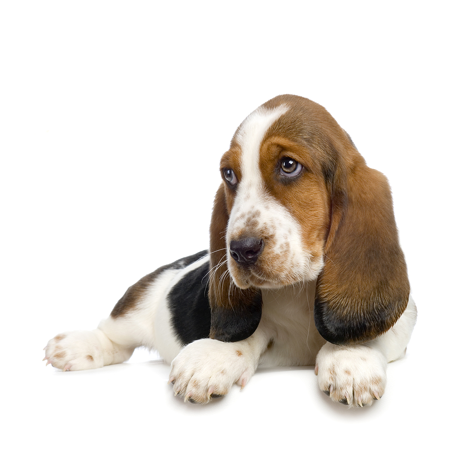 bassett hound